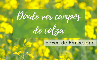 Dónde ver campos de Colza cerca de Barcelona