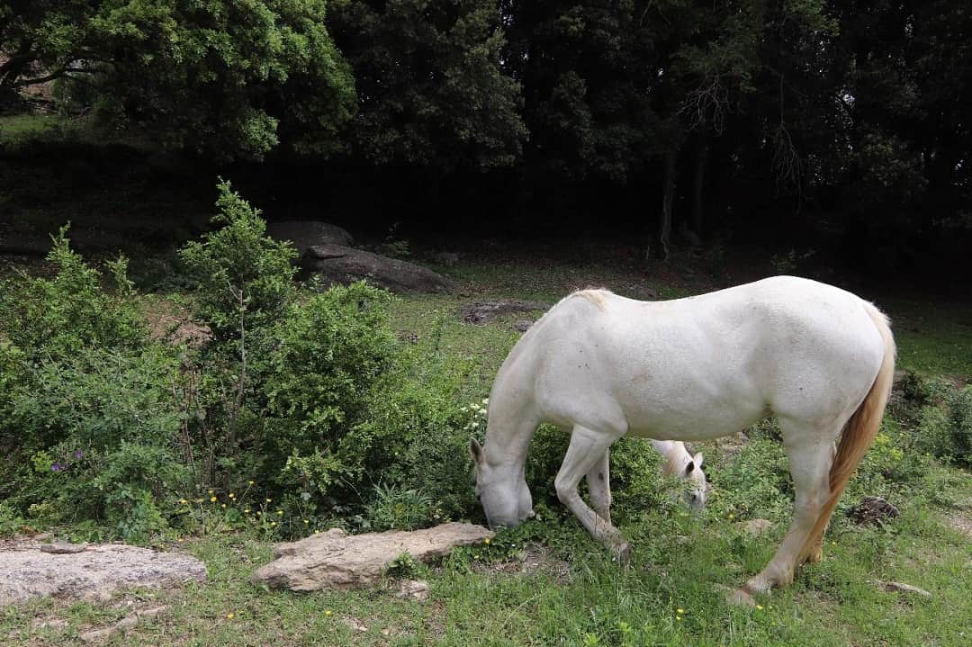 Ruta salt del roure joanetes